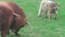 Opgenomen met de Aiptek GO-HD - Schotse hooglanders