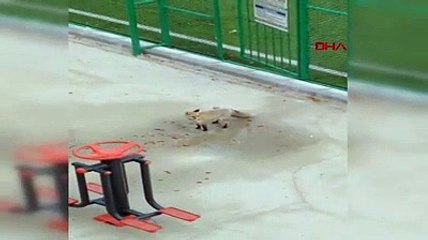 Karga karga gak dedi masalı yarım kaldı