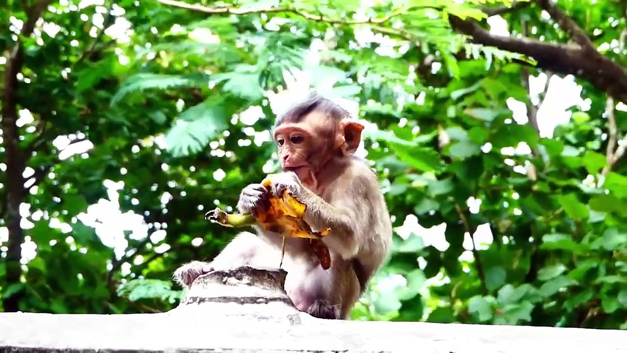 Tiny Baby Feels Sad And Try To Go Far From Mother Barry, Bella Has Less Milk (720p_25fps_H264-192kbit_AAC)