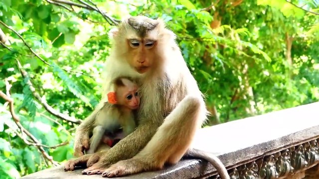 Tiny Baby Is Left Far Lonely And Gets Scared, Moly Mommy Sits From Distance With Signing At Baby (720p_25fps_H264-192kbit_AAC)
