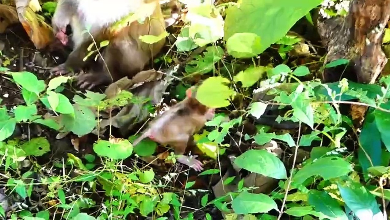 Tiny Baby Rockstar Learns To Climb Up With 100 Steps Of Stair (720p_25fps_H264-192kbit_AAC)