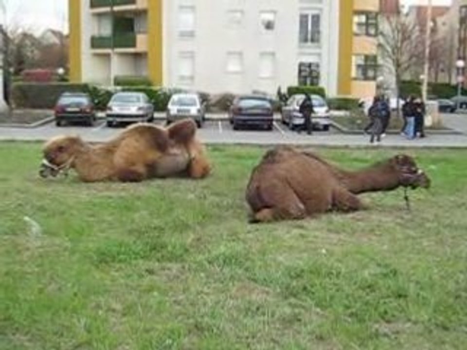 Chameau et dromadaire au parc des Poteries