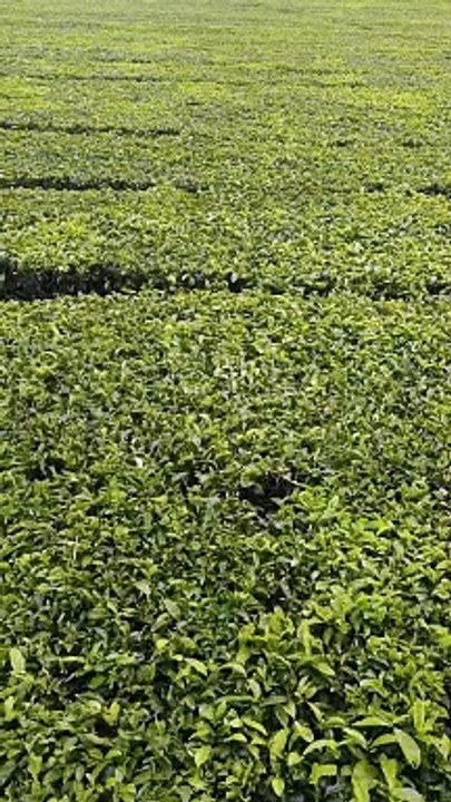 PEMANDANGAN ALAM GUNUNG SINDORO DIENG WONOSOBO