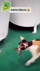 Série Gatos incríveis Vol 1