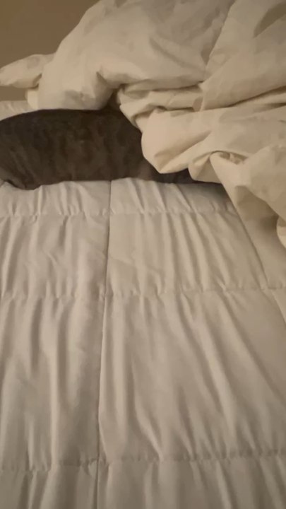 Baby Cat Kitten Blanket ATTACK!!1