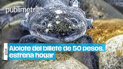 'La Gorda’, ajolote del billete de 50 pesos, estrena hogar en acuario de CDMX