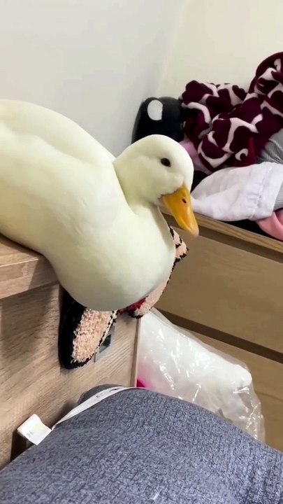 So let the duck sleep