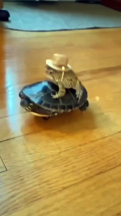 Cowboy frog
