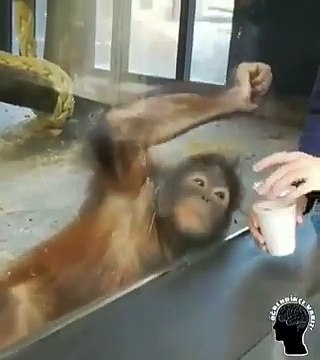 Orangutan bardağı boş görünce kahkahayı bastı. Gülme krizine girdi fenomen oldu