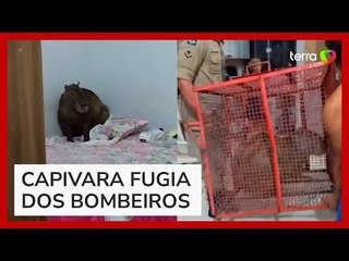 Capivara 'invade' casa e sobe em cama de moradora em MT
