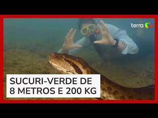 Cientistas descobrem nova espécie de cobra gigante na Amazônia