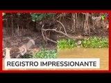Onça é flagrada caçando jacaré no Pantanal, e vídeo viraliza nas redes sociais