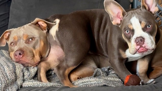 Pittie Doesn’t Want To Share Her Grandma With Puppy Brother