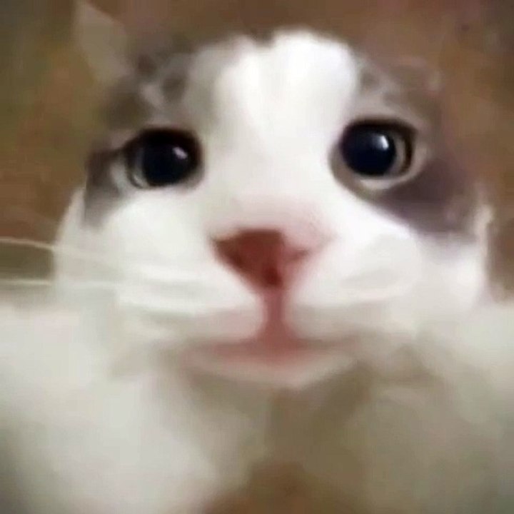 Cute Cat Kiss