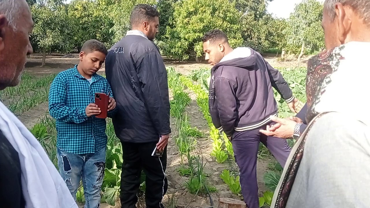 حل مشكلة عدم اكتمال لف ورق الكرنب فى درجات حرارة مرتفعة