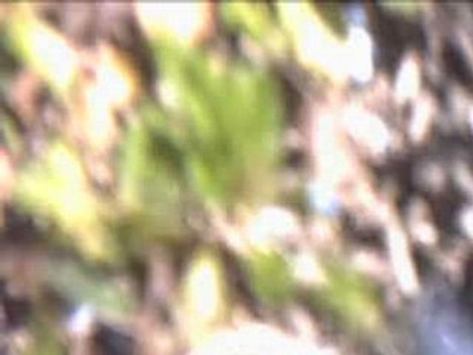Video de leodemontelo pour le concour video.
