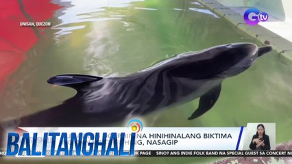 Sugatang dolphin na hinihinalang biktima ng dynamite fishing, nasagip | BT