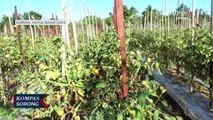 Dampak Kekeringan Hasil Pertanian Tomat Cabai di Sorong Anjlok