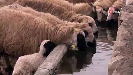 Erzincan’da besicilerin ‘kuzu’ mesaisi