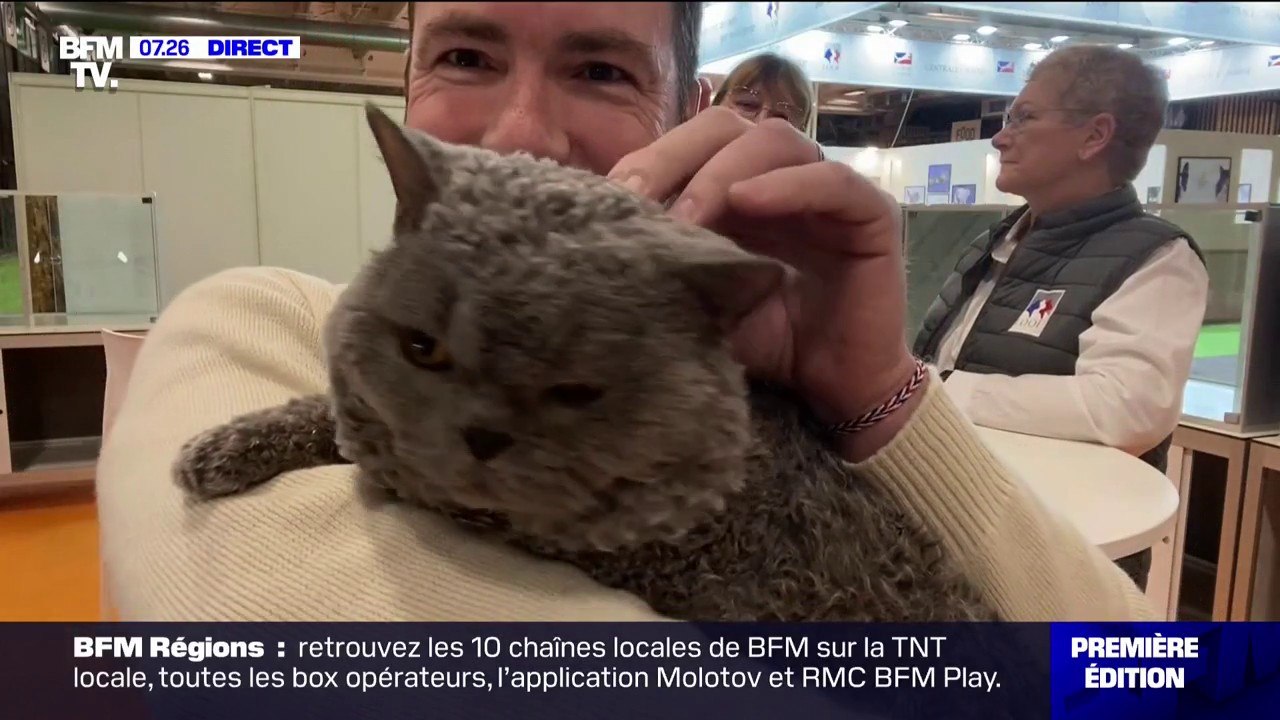 Au Salon de l'agriculture, les chats sont aussi de la partie