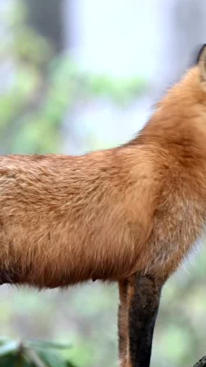 ECTLS - Quel est le cri du renard ?