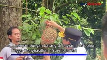 1 Pohon Durian di Banjarnegara Mampu Hasilkan 20 Macam Jenis Durian Super