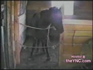 Tierische DancingSTARS