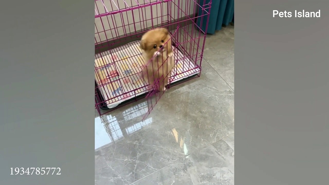 1% CHANCE that these PUPPY Won't MAKE YOU LAUGH!