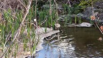 La contaminació a la riera de Sant Martí