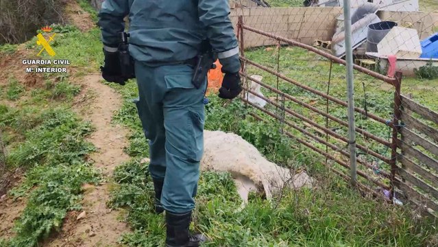 Decenas de animales muertos de ser y hambre en una explotación ganadera de Uceda (Guadalajara)