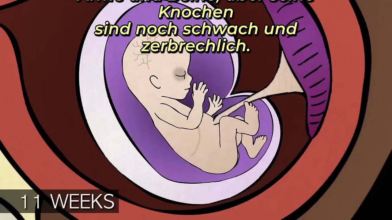 Verfahren zur Abtreibung im 1., 2. und 3. Trimester