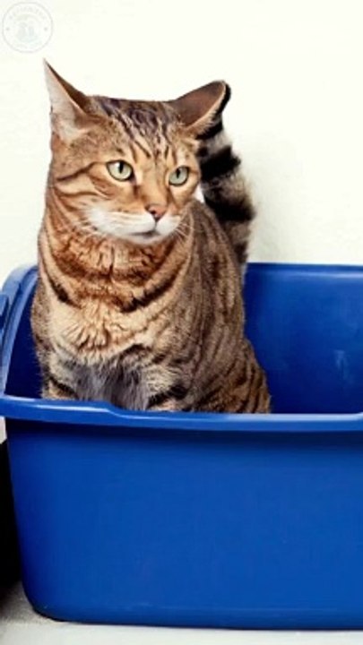 8 recipes to eliminate cat diarrhea #pets_birds #cat_diarrhea