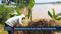 Banjir Rendam Padi Jelang Panen di Brebes, Petani Panen Dini!