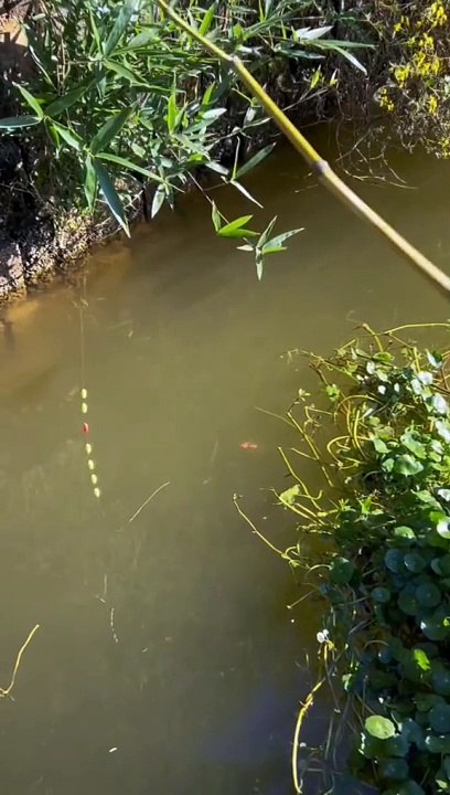Fishing skill #fish