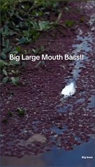 Huge fish eating fish #fishing