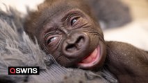 Premature baby gorilla rejected at birth being cared for by keepers wearing 'gorilla suit' to mimic mum's fur