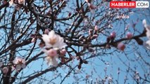 Yozgat'ta Badem Ağaçları Erken Çiçek Açtı