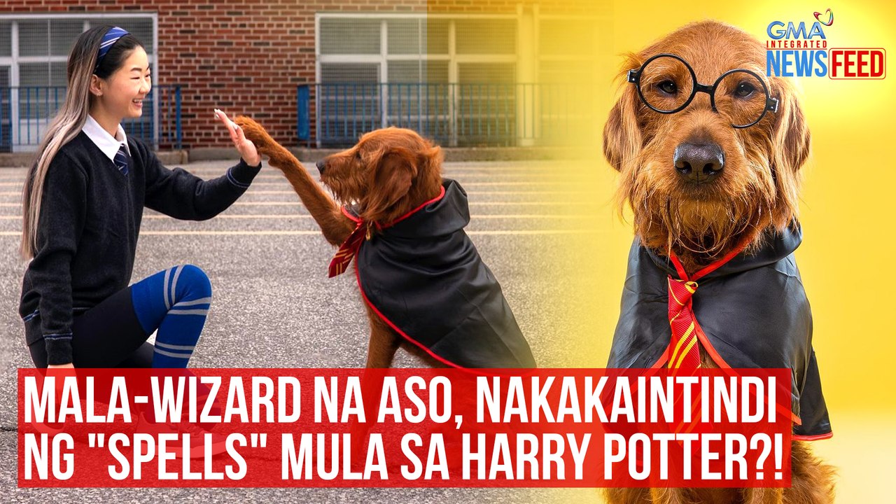 Mala-wizard na aso, nakakaintindi ng "spells" mula sa Harry Potter?! | GMA Integrated Newsfeed