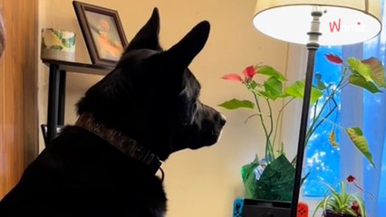 Son chien regarde Jurassic Park : son attitude étonne face à des enfants en danger
