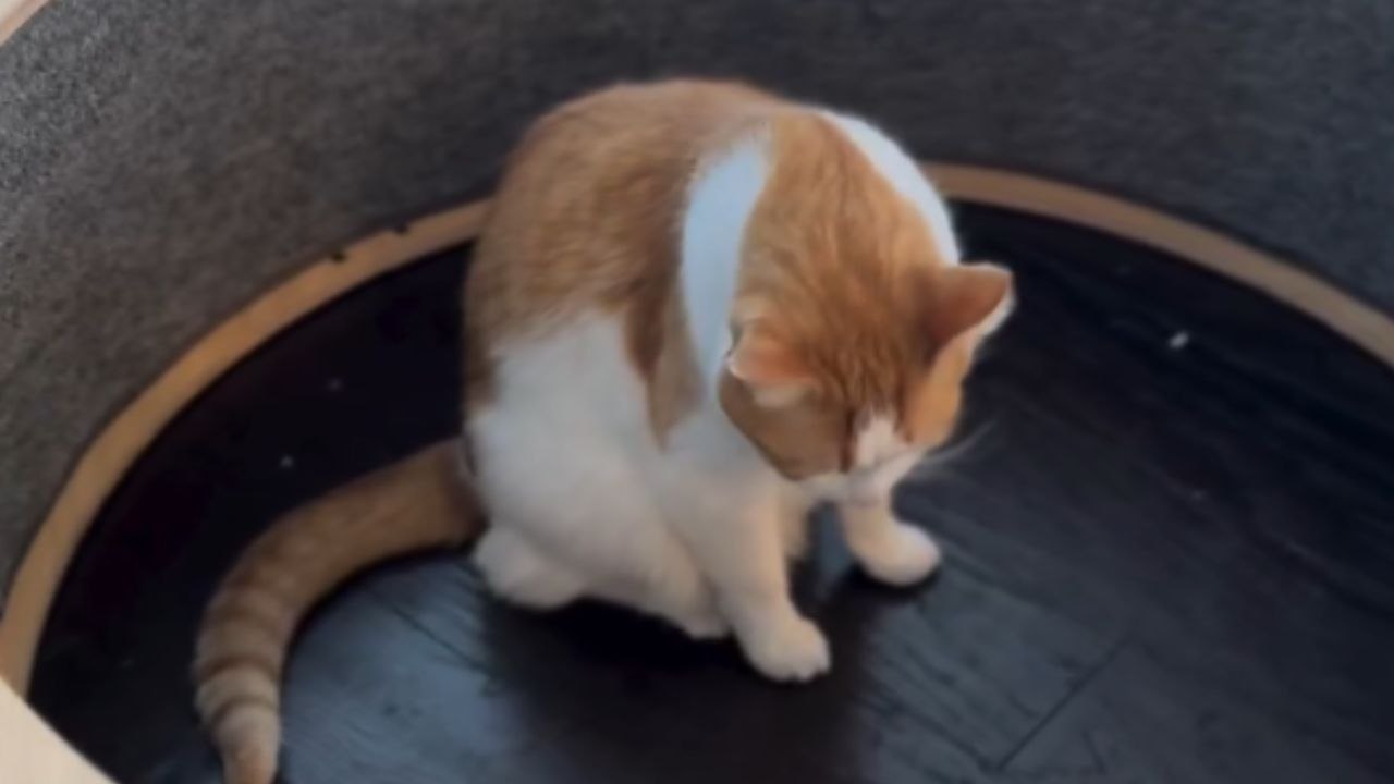 'Unimpressed to Beyond Obsessed!' - Confused cats learn how to use a running wheel