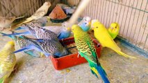 Budgies Parrots In Good Chilly Mode | Enjoying Early Morning Diet | Healthy Parakeets