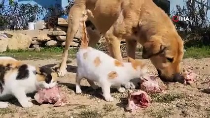 Anneleri olmayan 3 yavru kedi hamile olan köpeğin sütünü içerek büyüdü