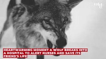 Heartwarming moment a wolf breaks into a hospital to alert nurses and save its friend's life