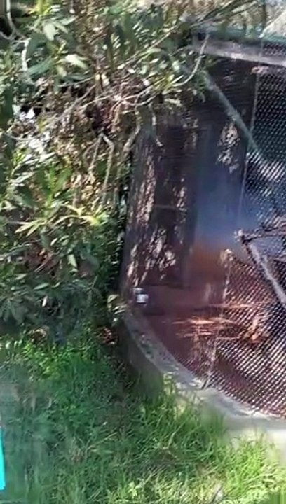 Oiseaux  de Rabat #ZooRabat, #Animaux, #Nature