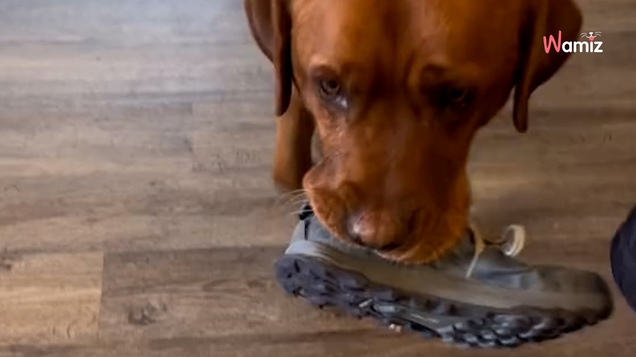 Un ex chien d'assistance a gardé un réflexe qui fait hurler de rire 6M de personnes (vidéo)