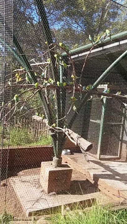 Les oiseaux de zoorabat #ZooRabat #AnimauxSauvages #ExplorationAnimale #Biodiversité #FauneMarocaine #SafariUrbain #RencontreAnimale #AventureZoologique #DécouverteNaturelle #ZooLife #RabatCity #JournéeAuZoo #AnimauxExotiques #ZooExperience
