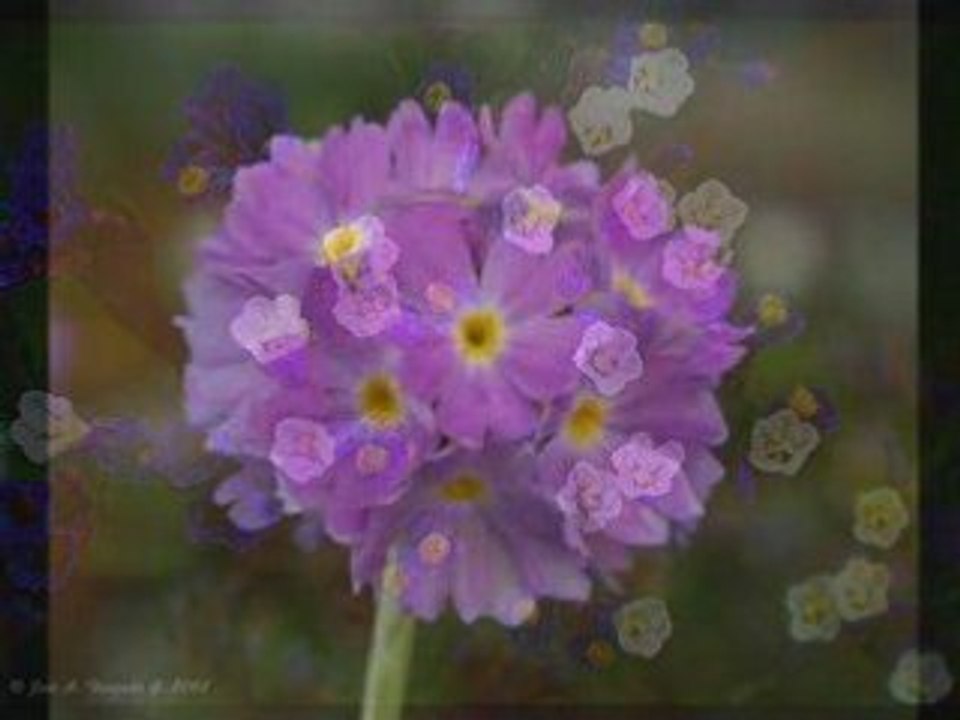 Reino vegetal II