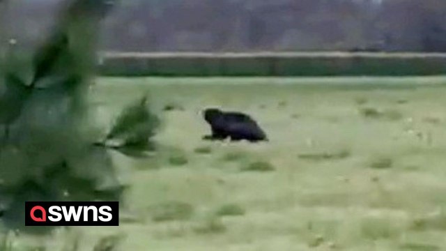 Rare wolverine caught on camera