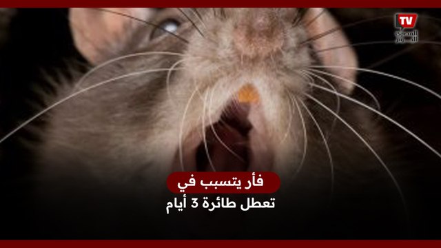 فأر يتسبب في تعطل طائرة 3 أيام