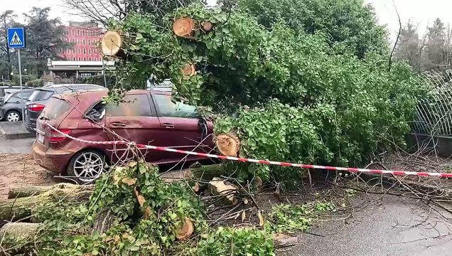 Alberi caduti in strada e sulle auto, il maltempo fa danni a Peschiera Borromeo